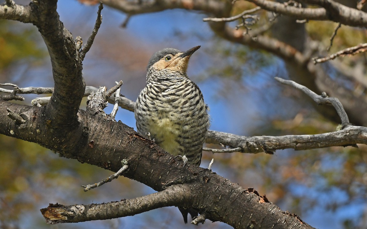 Chilean Flicker - ML617919519