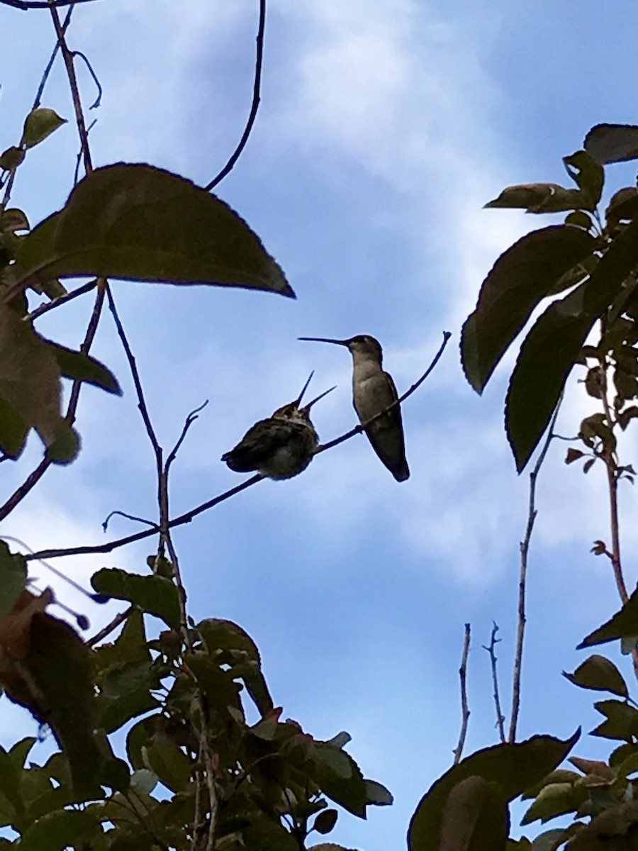 Colibri à gorge noire - ML617919550