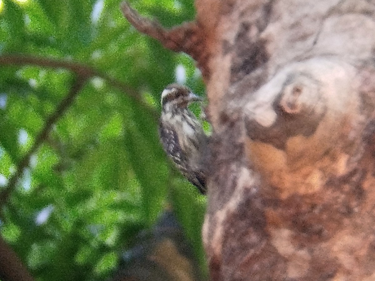 Philippine Pygmy Woodpecker - Lars Mannzen