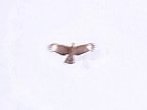 Oriental Honey-buzzard (Indomalayan) - ML617919627