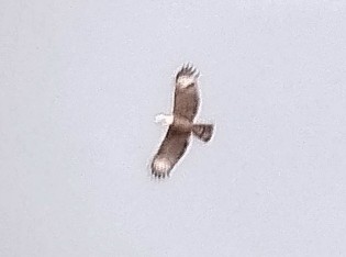 Oriental Honey-buzzard (Indomalayan) - ML617919631