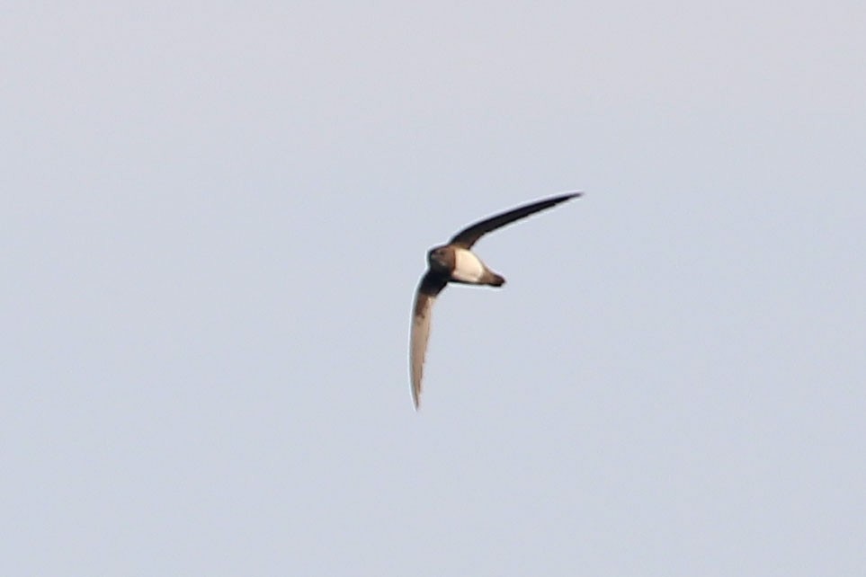 Alpine Swift - ML617919641