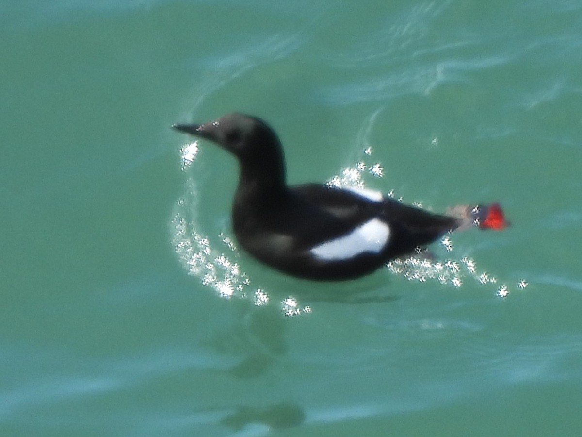 Black Guillemot (grylle Group) - ML617919649