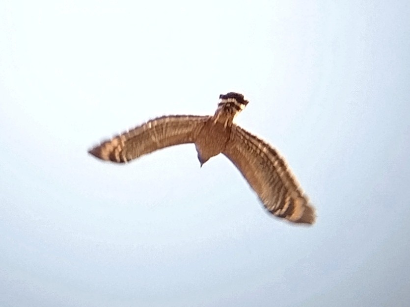 Philippine Serpent-Eagle - ML617919660