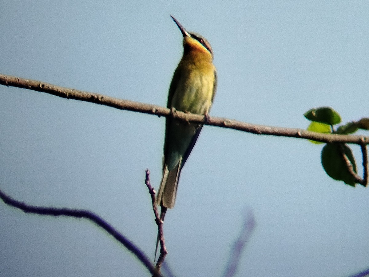 Blue-tailed Bee-eater - ML617919671
