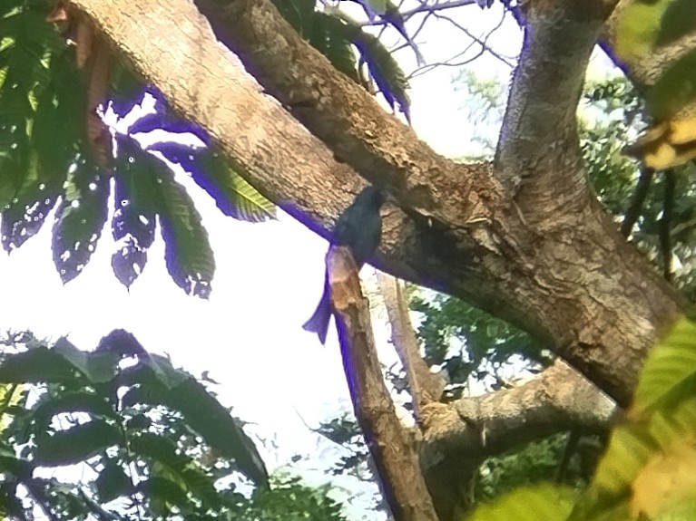 Philippinendrongo (balicassius/abraensis) - ML617919675