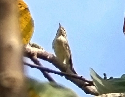 Mosquitero Boreal - ML617919689