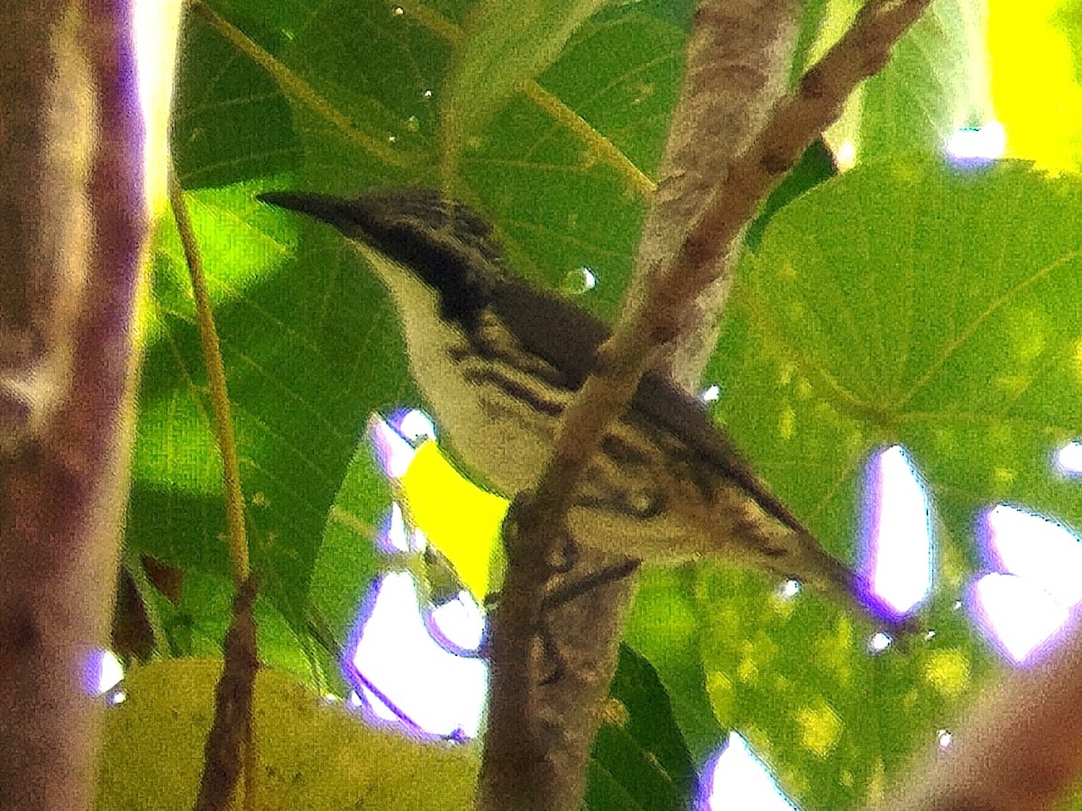 Stripe-sided Rhabdornis - ML617919696