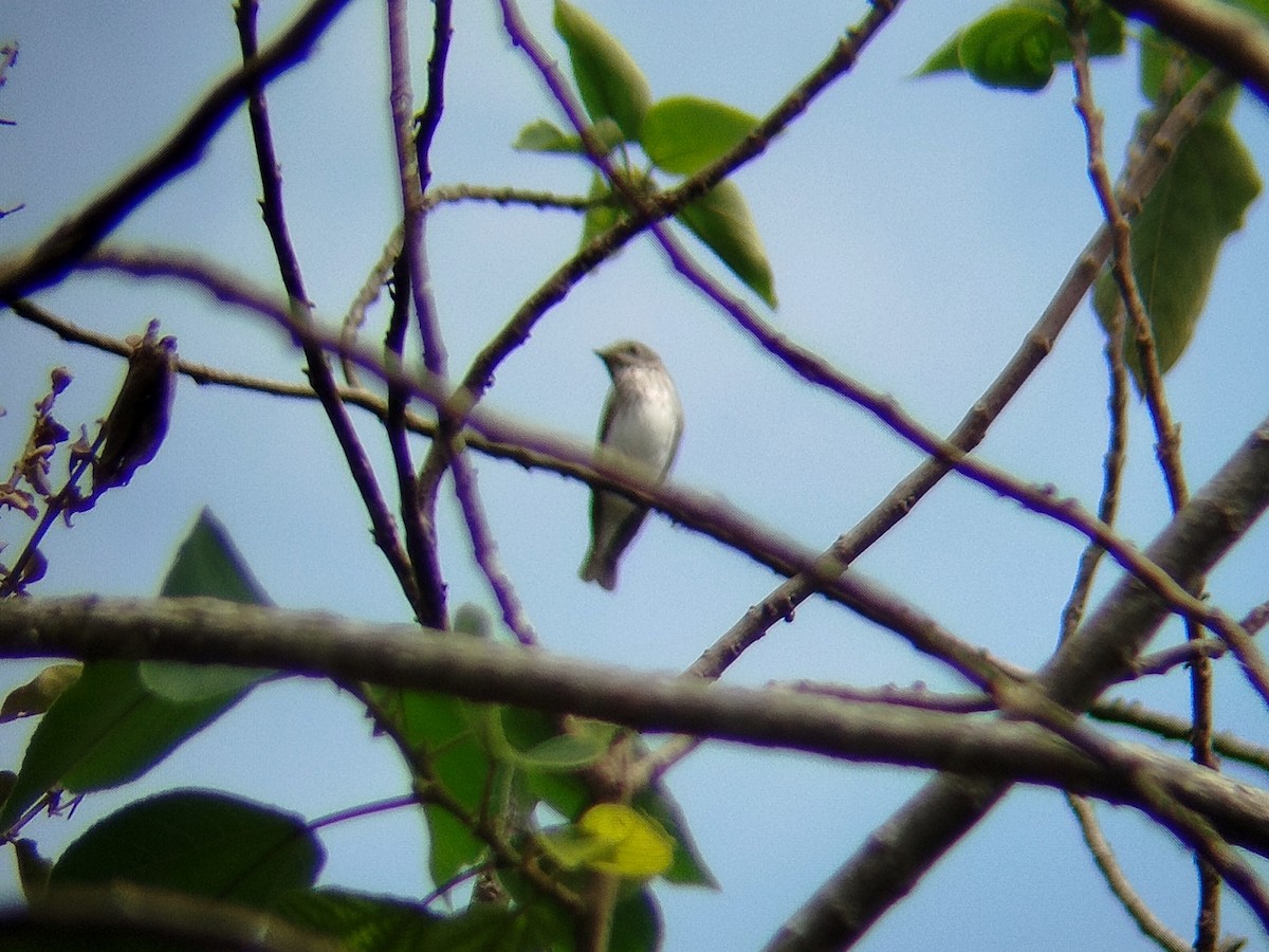 Gray-streaked Flycatcher - ML617919707