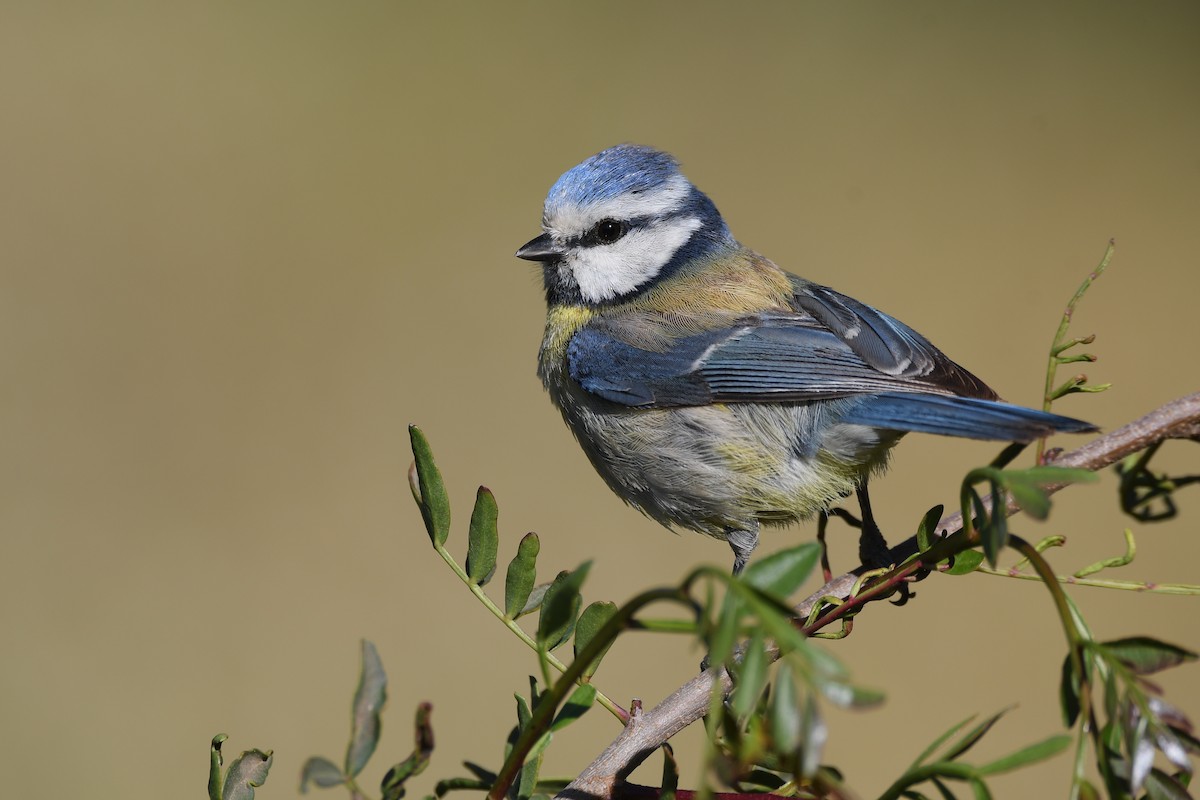 Eurasian Blue Tit - ML617919711