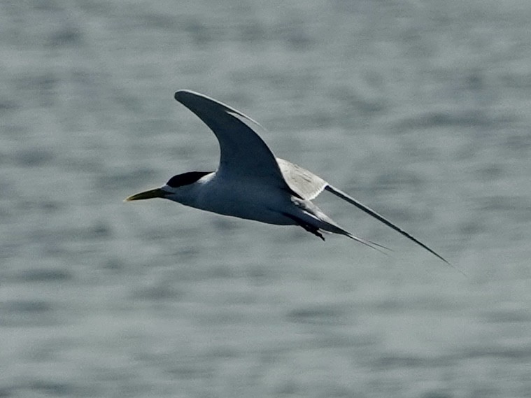 Great Crested Tern - ML617919716