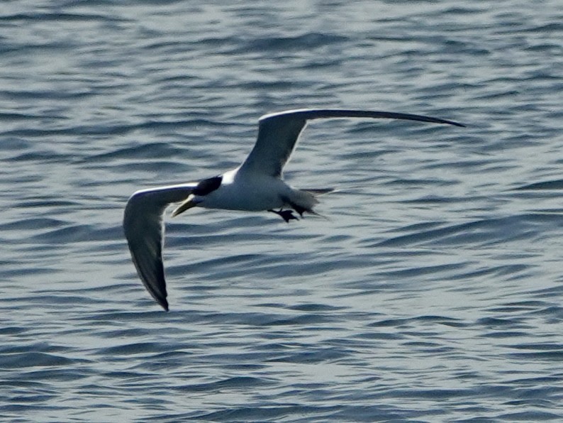 Great Crested Tern - ML617919717