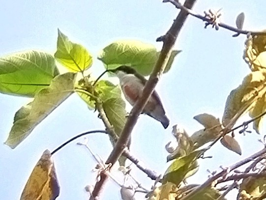Red-keeled Flowerpecker - ML617919723
