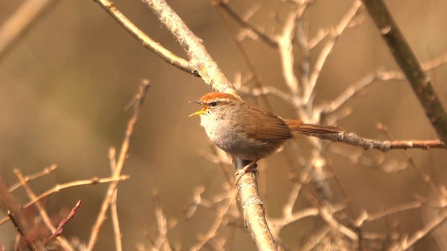 Bouscarle à couronne brune - ML617919724