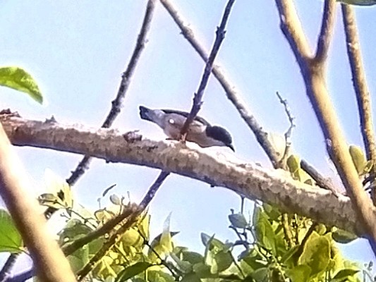 Pygmy Flowerpecker - ML617919727