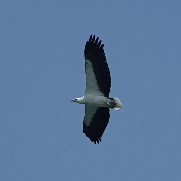 White-bellied Sea-Eagle - ML617919729