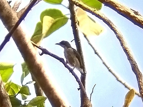 Pygmy Flowerpecker - ML617919736