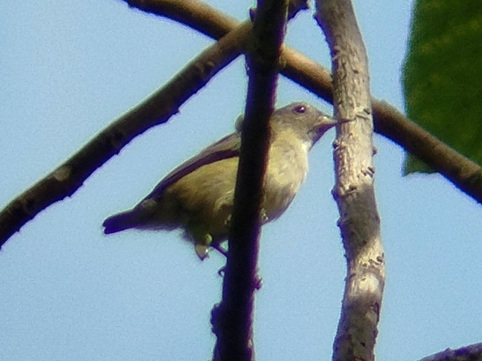 Pygmy Flowerpecker - ML617919750