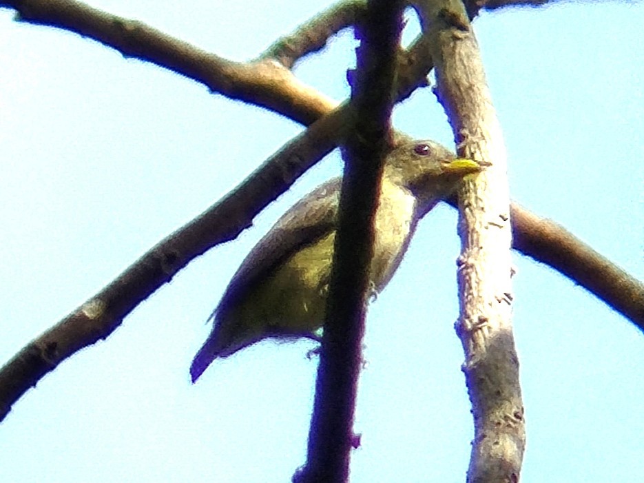 Pygmy Flowerpecker - ML617919752