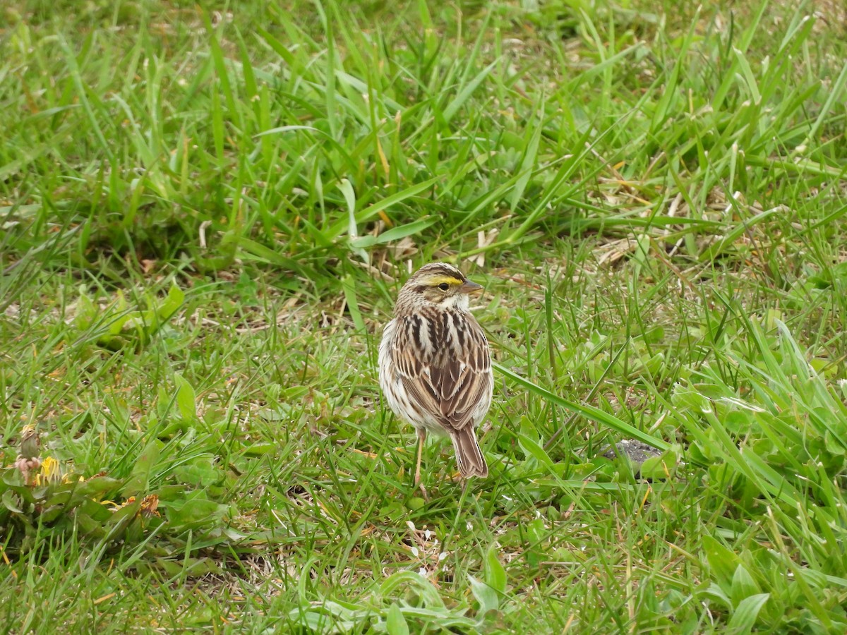 Savannah Sparrow - ML617919755