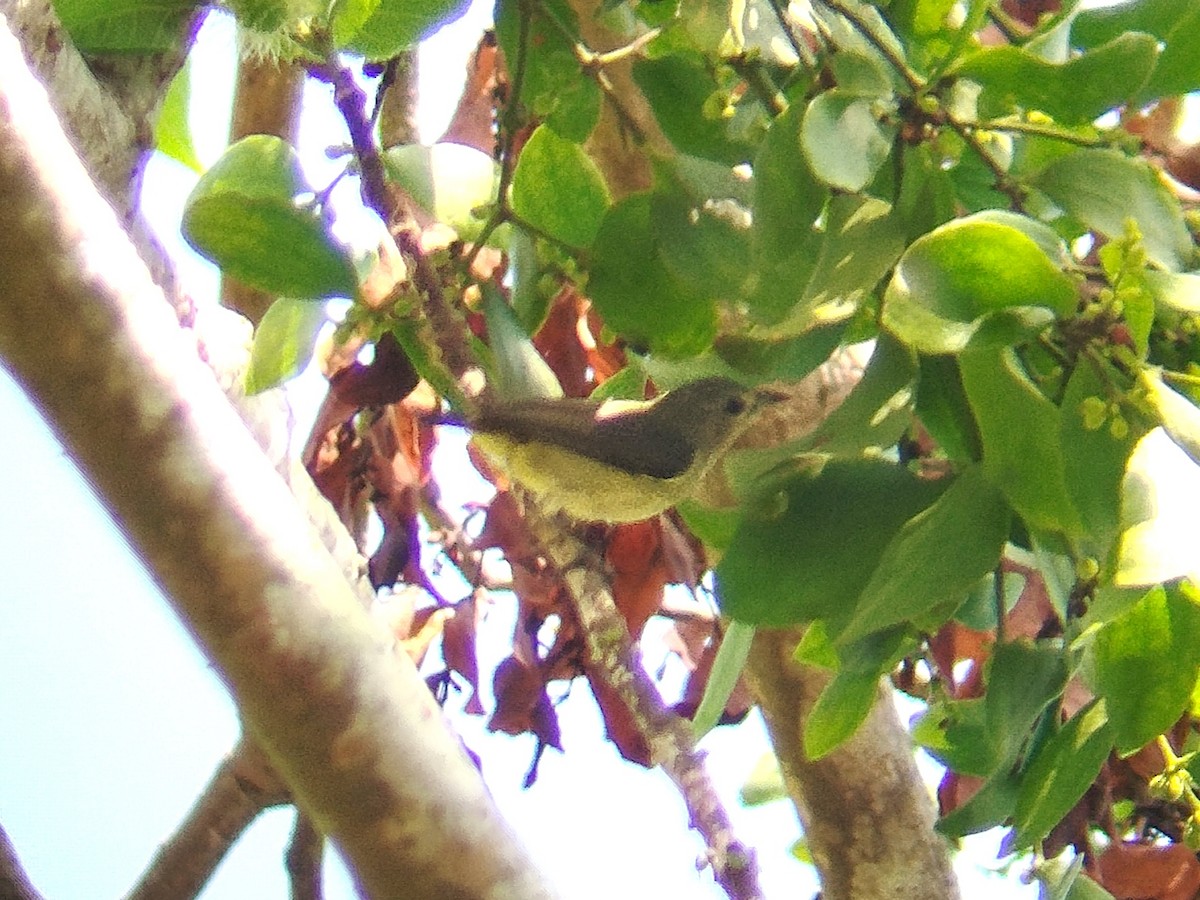 Pygmy Flowerpecker - ML617919758