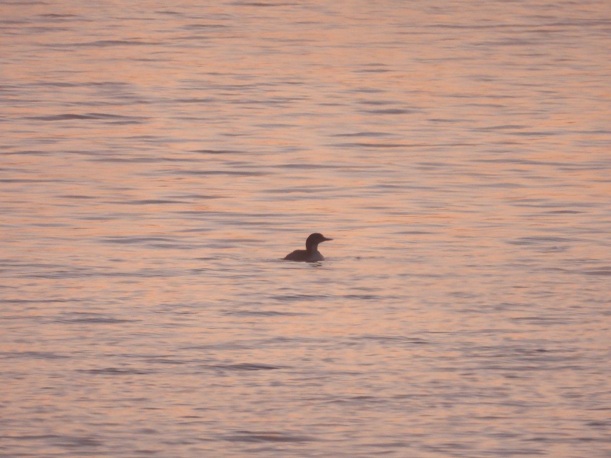 Pacific Loon - ML617919766