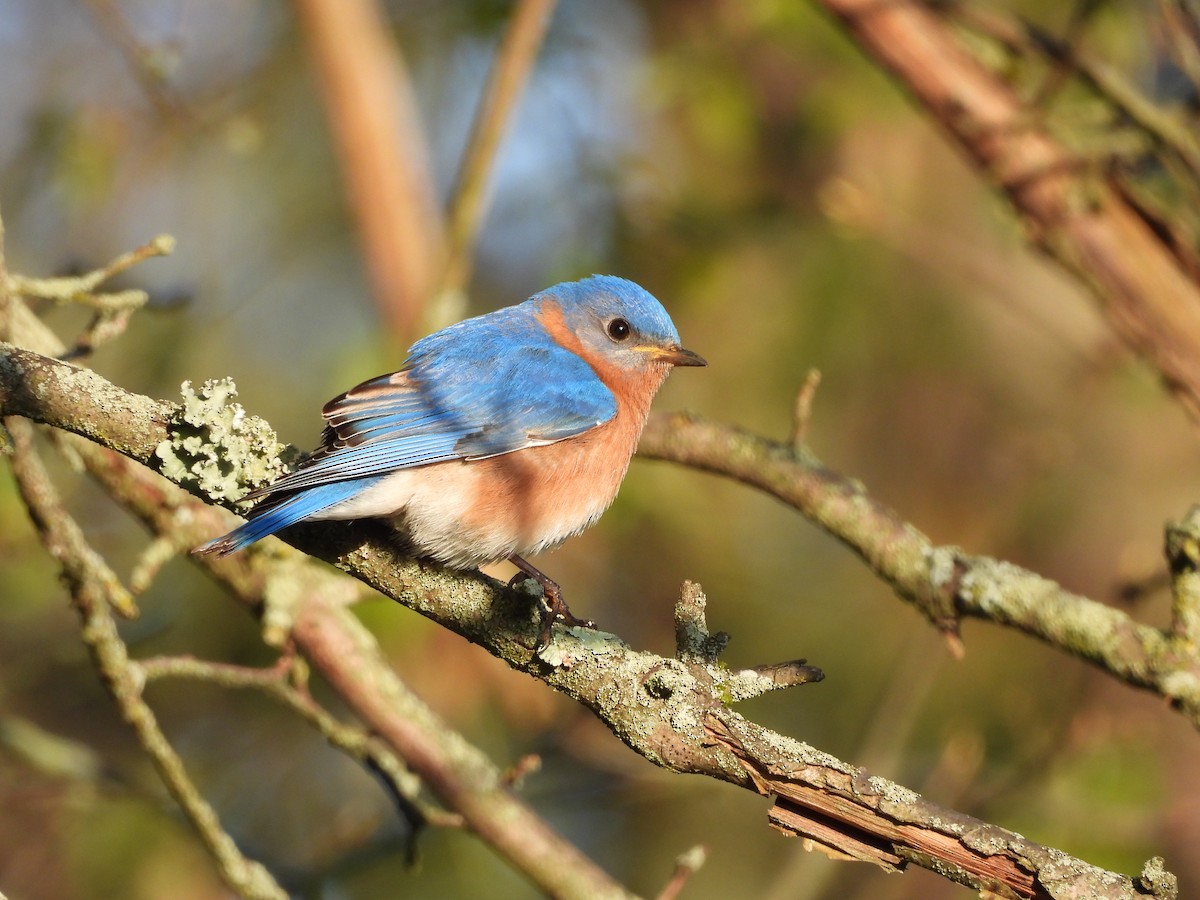 Eastern Bluebird - ML617919778