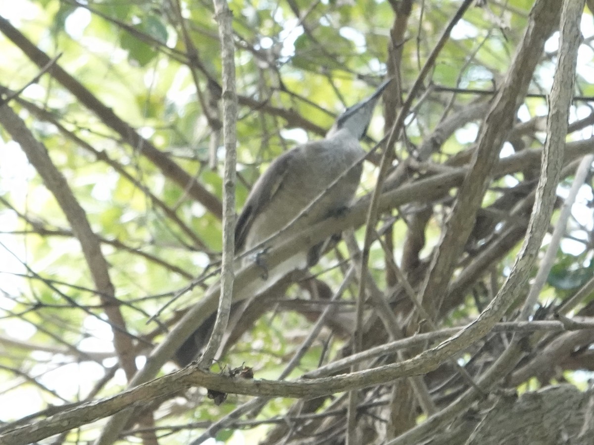 Helmeted Friarbird - Daniel Néron