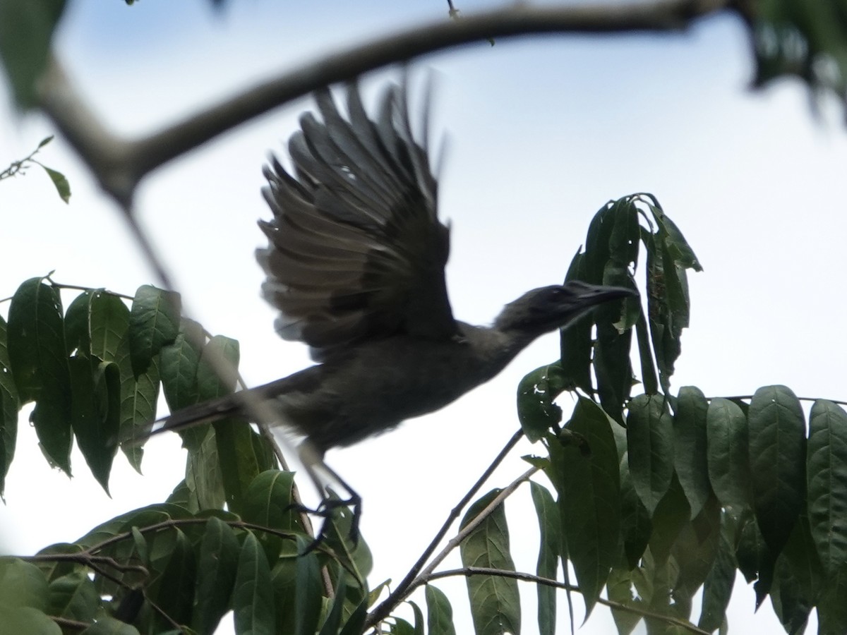 Helmeted Friarbird - ML617919799