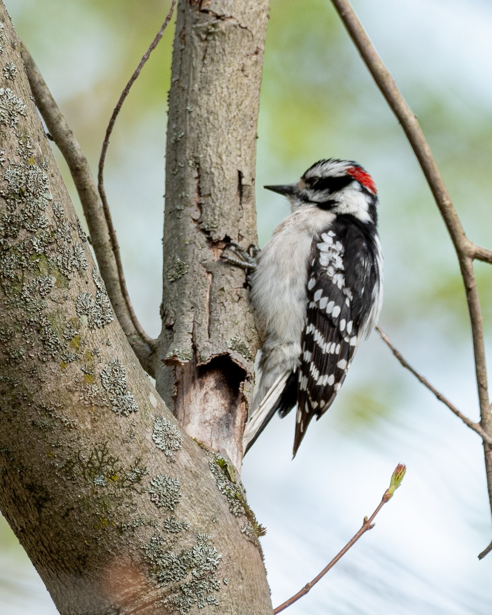 Downy Woodpecker - ML617919854