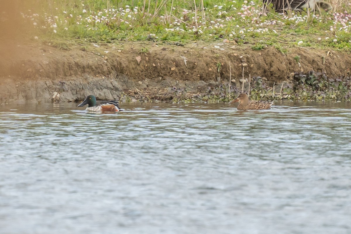 Northern Shoveler - ML617919864