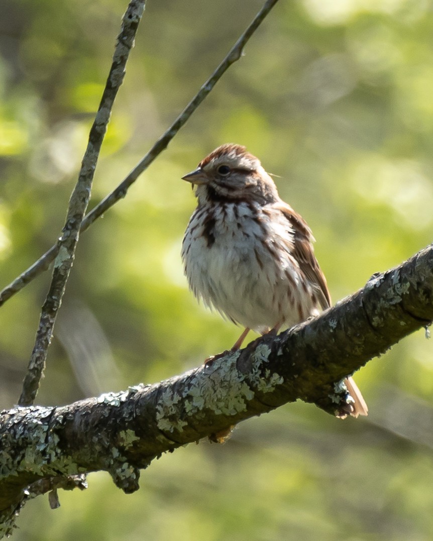 Song Sparrow - ML617919865