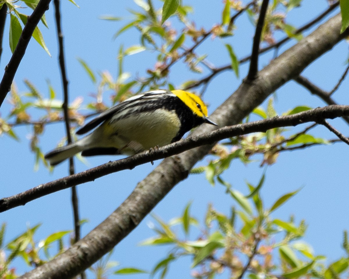 Black-throated Green Warbler - ML617919873