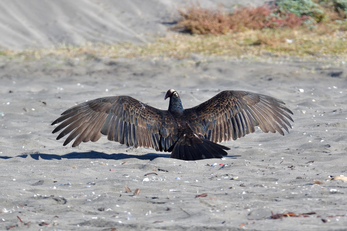 Turkey Vulture (Tropical) - Juan Esteban Salazar