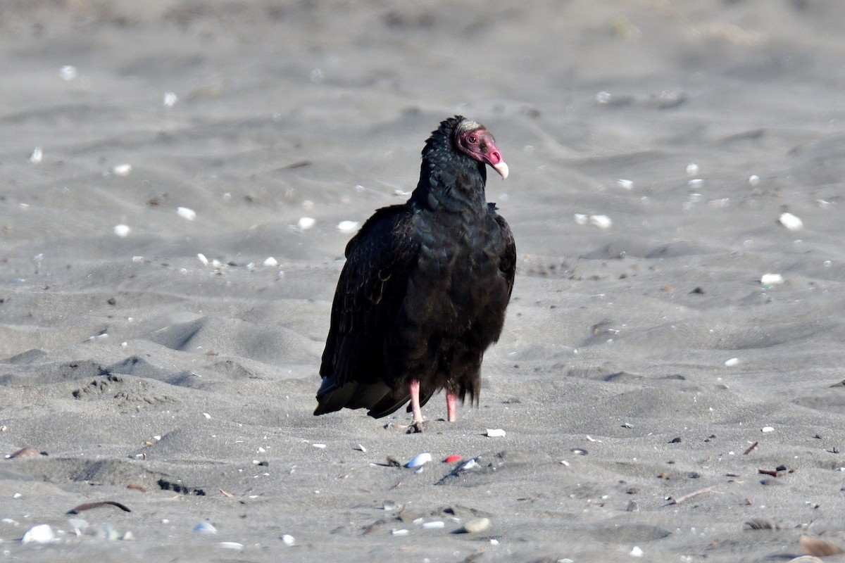 Turkey Vulture (Tropical) - Juan Esteban Salazar