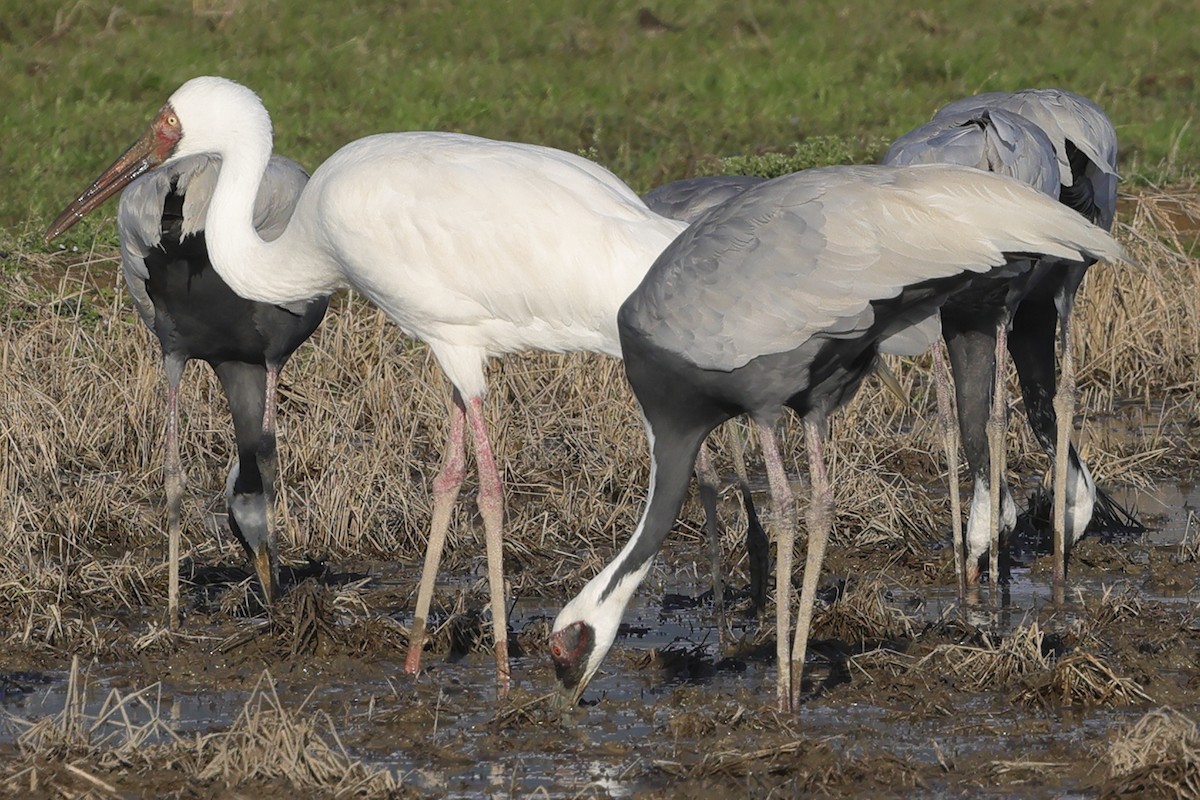 Grulla Siberiana - ML617919905