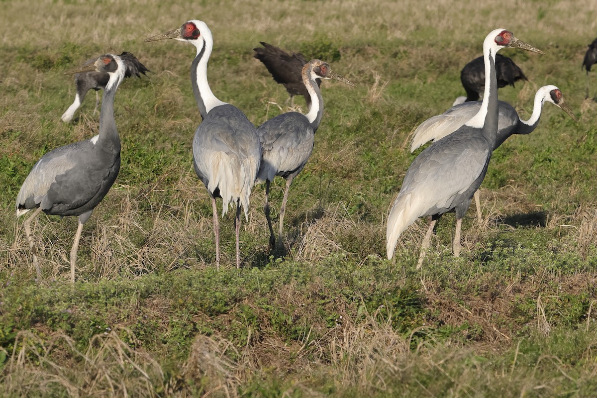 White-naped Crane - Fabio Olmos