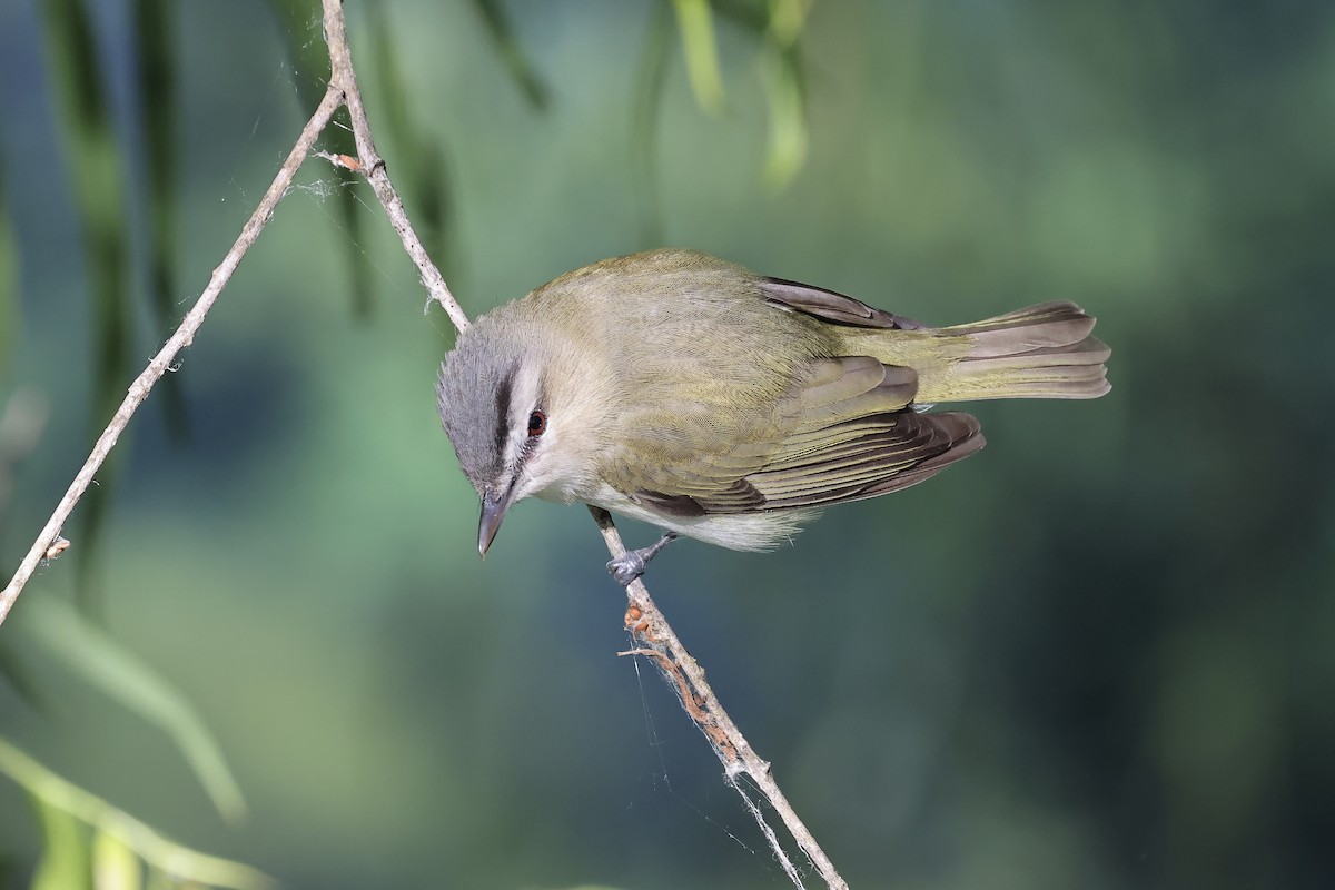 Red-eyed Vireo - ML617919945