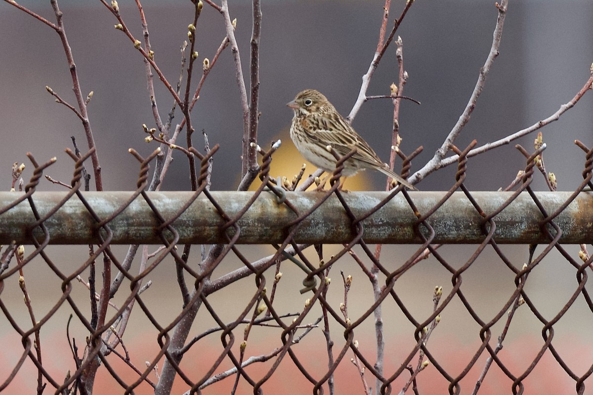Vesper Sparrow - ML617919962