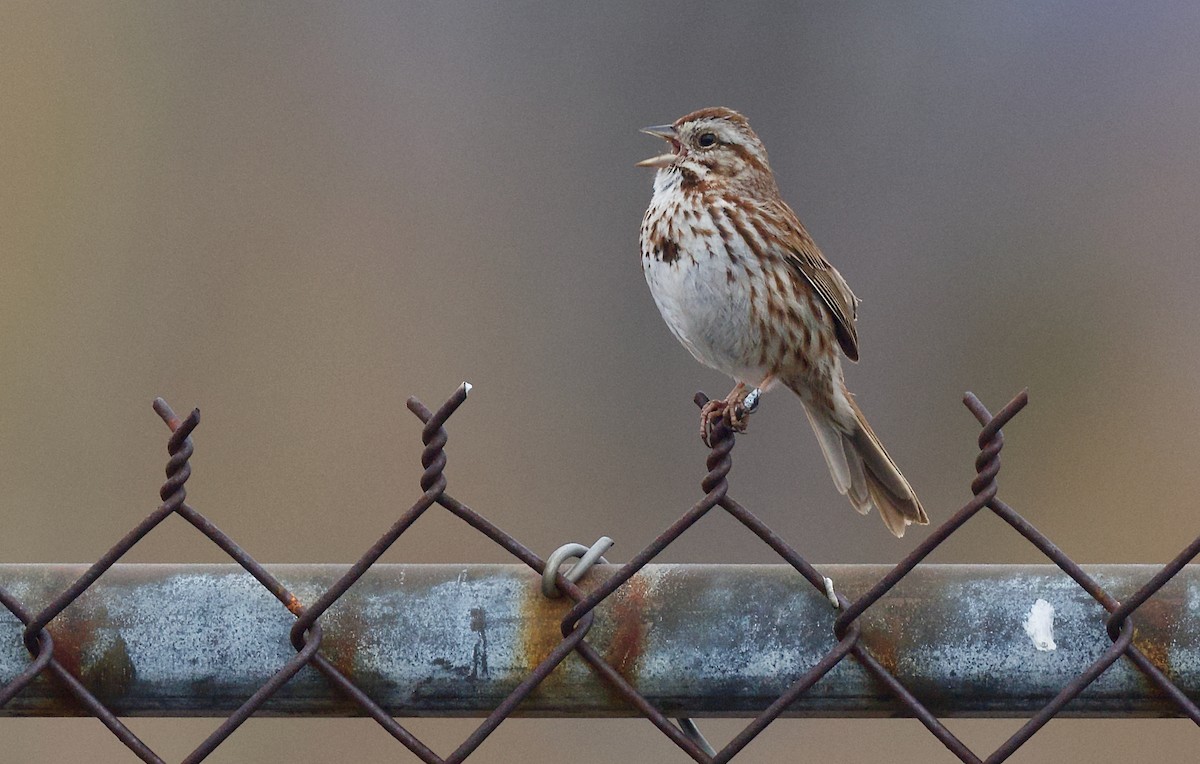 גיבתונית רוננת - ML617919974