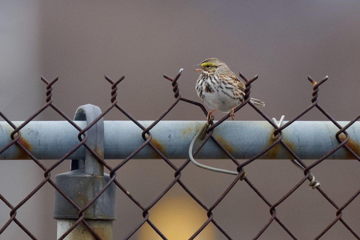 גיבתונית ערבות - ML617919992