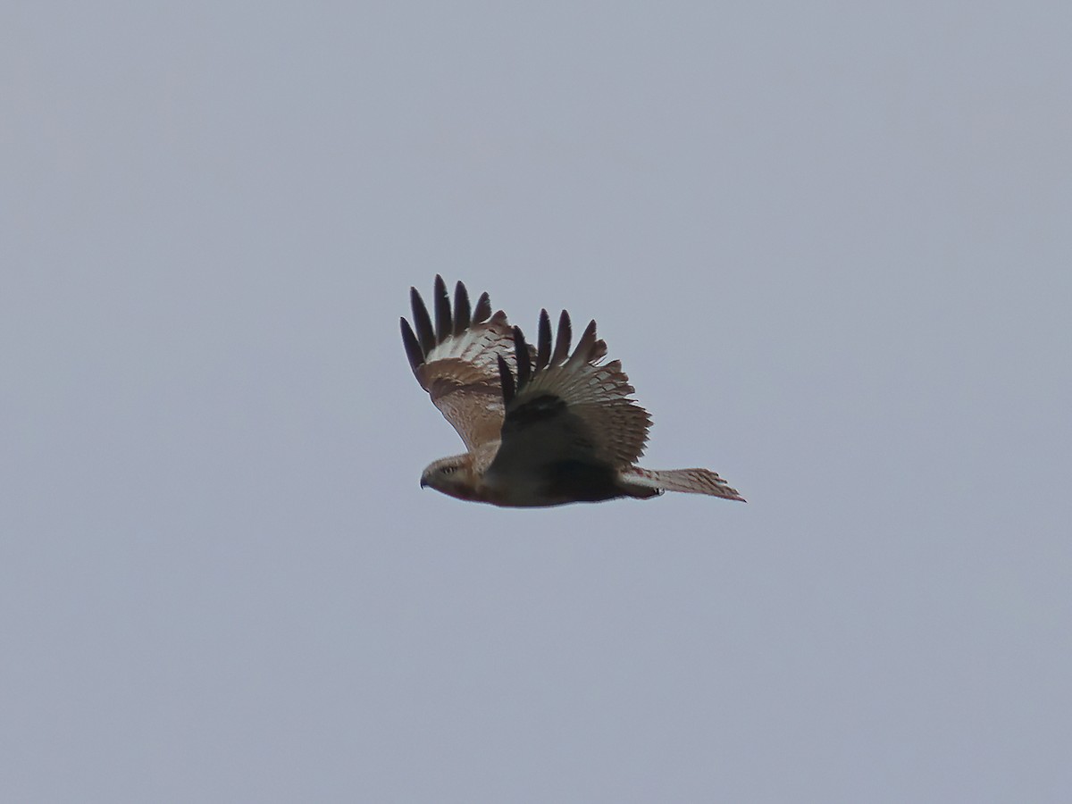 Eastern Buzzard - Toby Austin