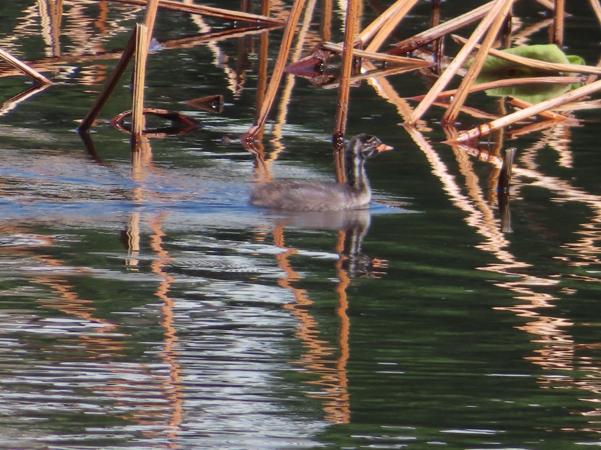 Little Grebe - ML617919997