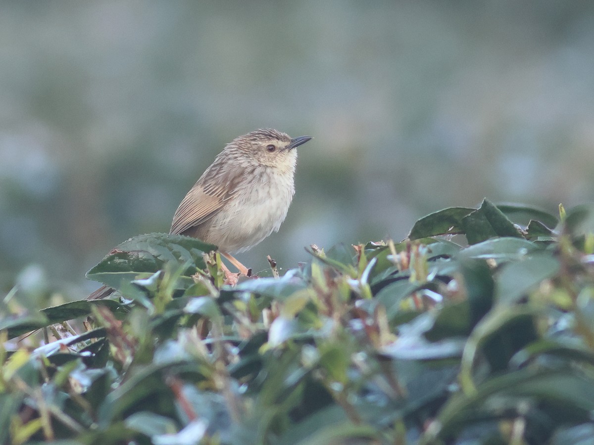 Striped Prinia - ML617920018