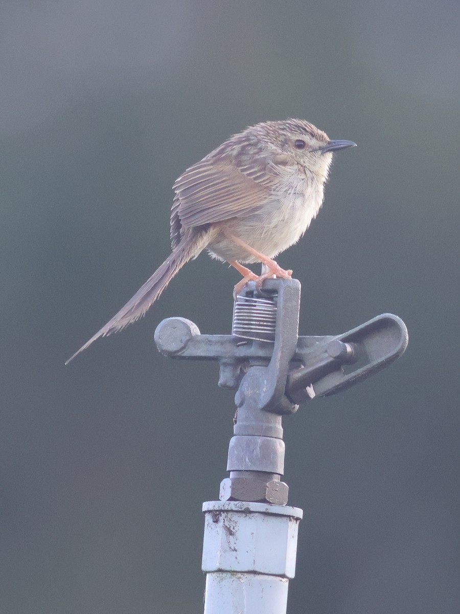 Striped Prinia - ML617920019