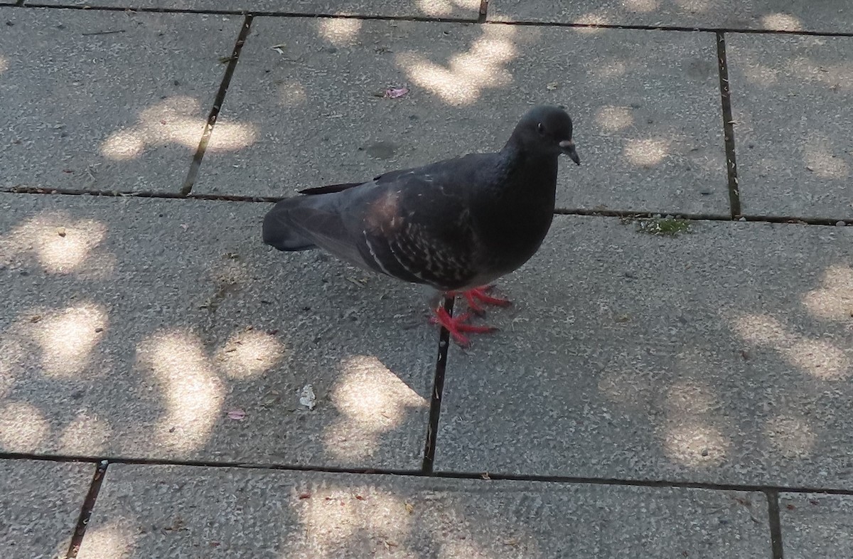 Rock Pigeon (Feral Pigeon) - ML617920023