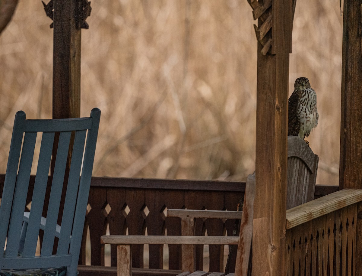 Cooper's Hawk - ML617920102