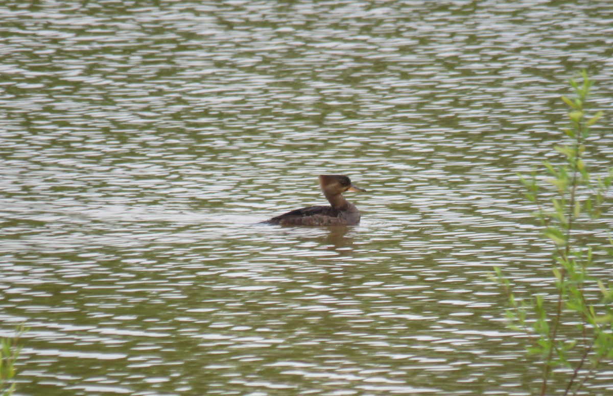 Hooded Merganser - ML617920131