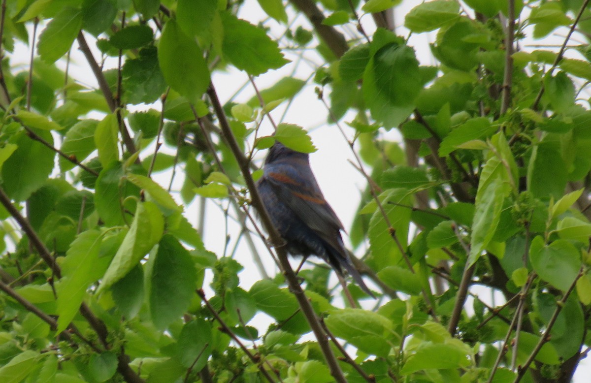 Blue Grosbeak - ML617920154