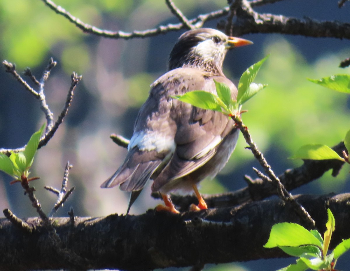 White-cheeked Starling - ML617920182